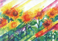 Sunflower